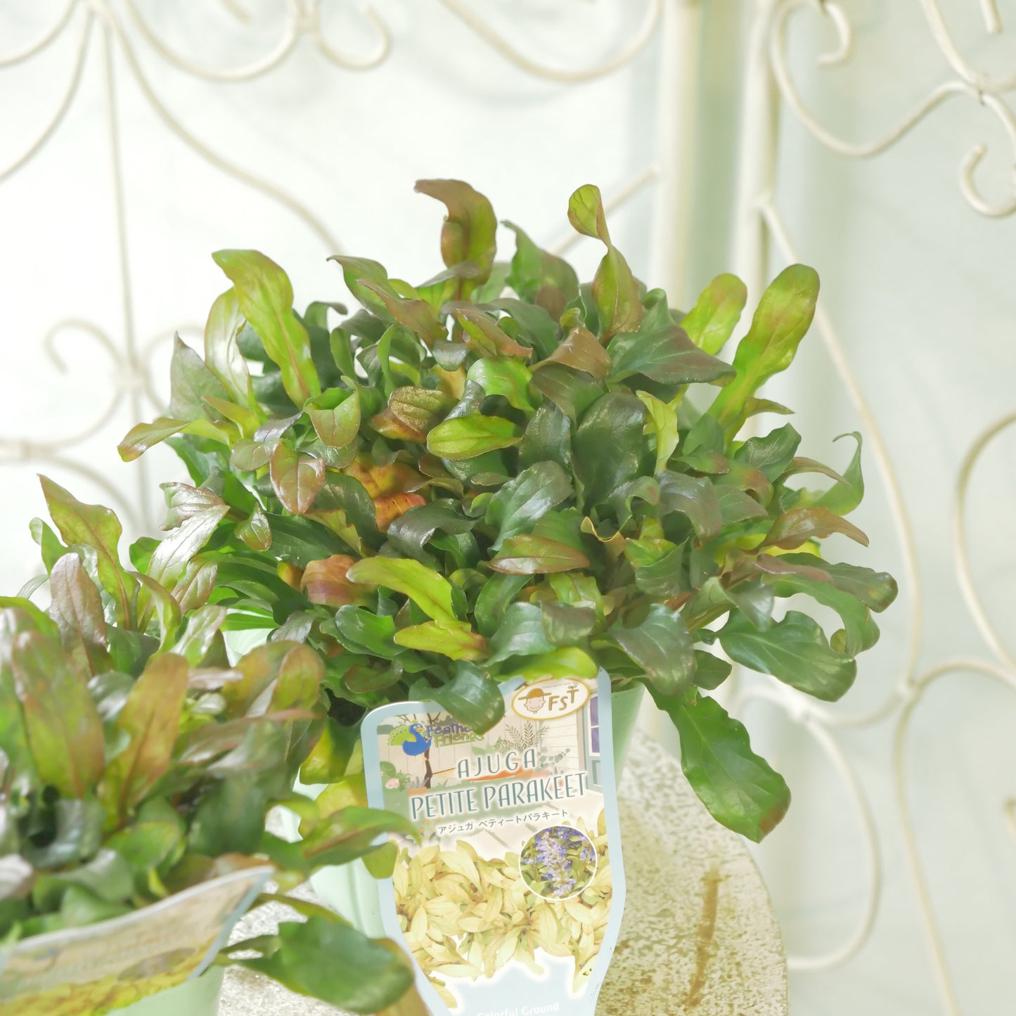 新品種！アジュガ　フェザードフレンズ【ペティートパラキート】立派な株。