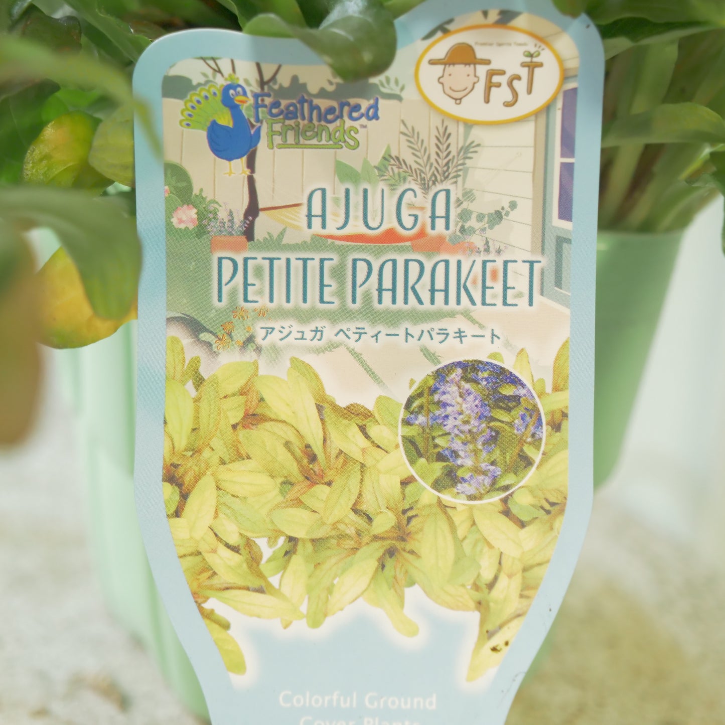 新品種！アジュガ　フェザードフレンズ【ペティートパラキート】立派な株。