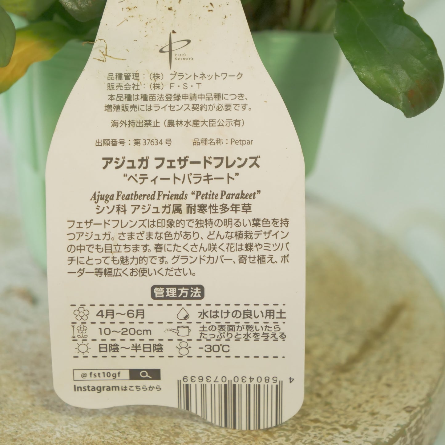 新品種！アジュガ　フェザードフレンズ【ペティートパラキート】立派な株。