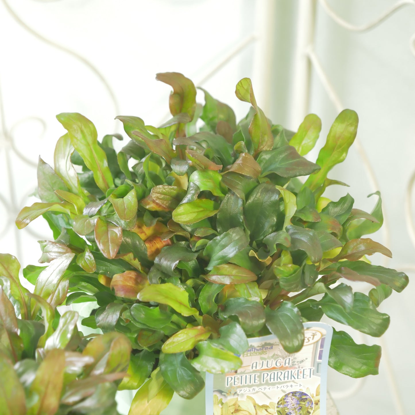 新品種！アジュガ　フェザードフレンズ【ペティートパラキート】立派な株。