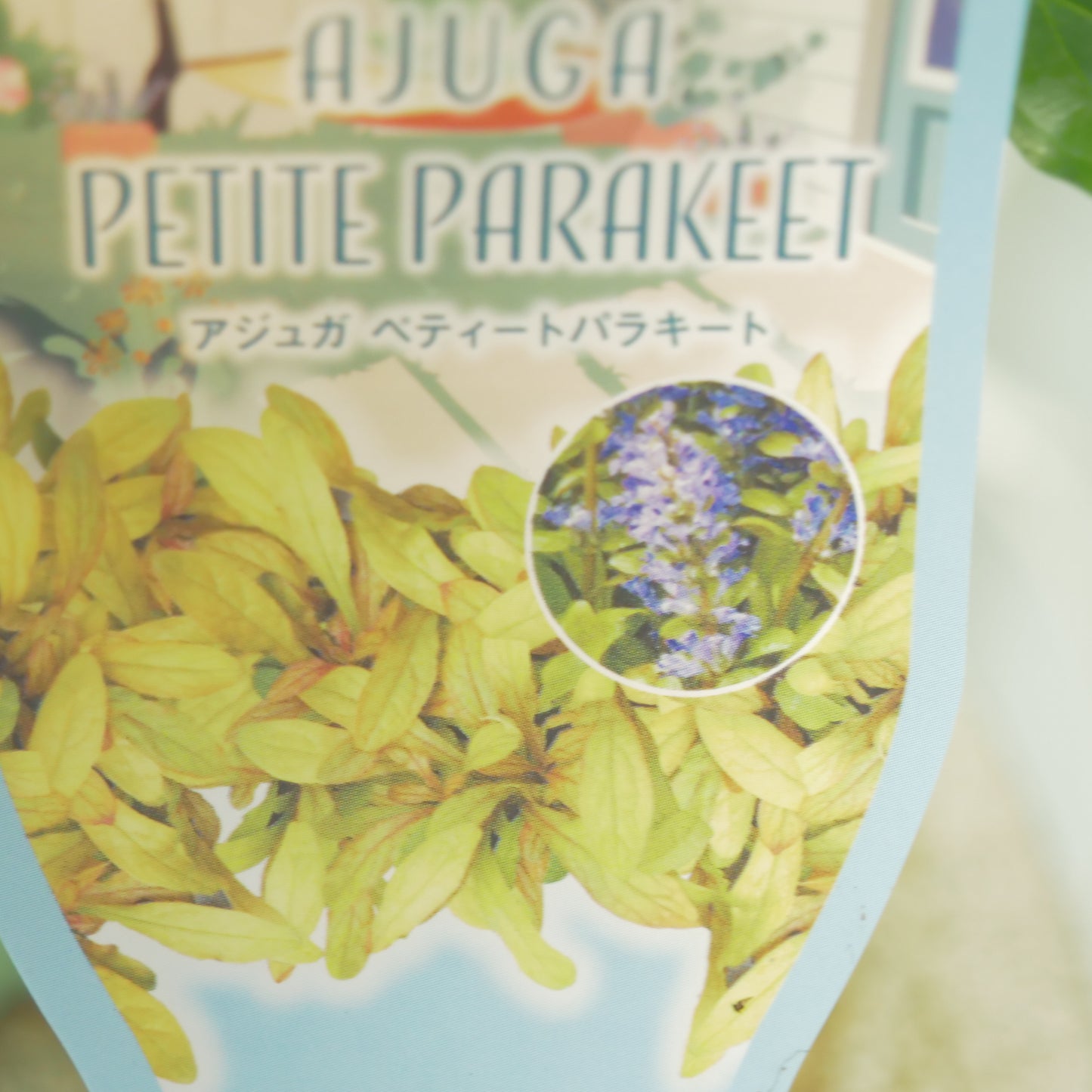 新品種！アジュガ　フェザードフレンズ【ペティートパラキート】立派な株。