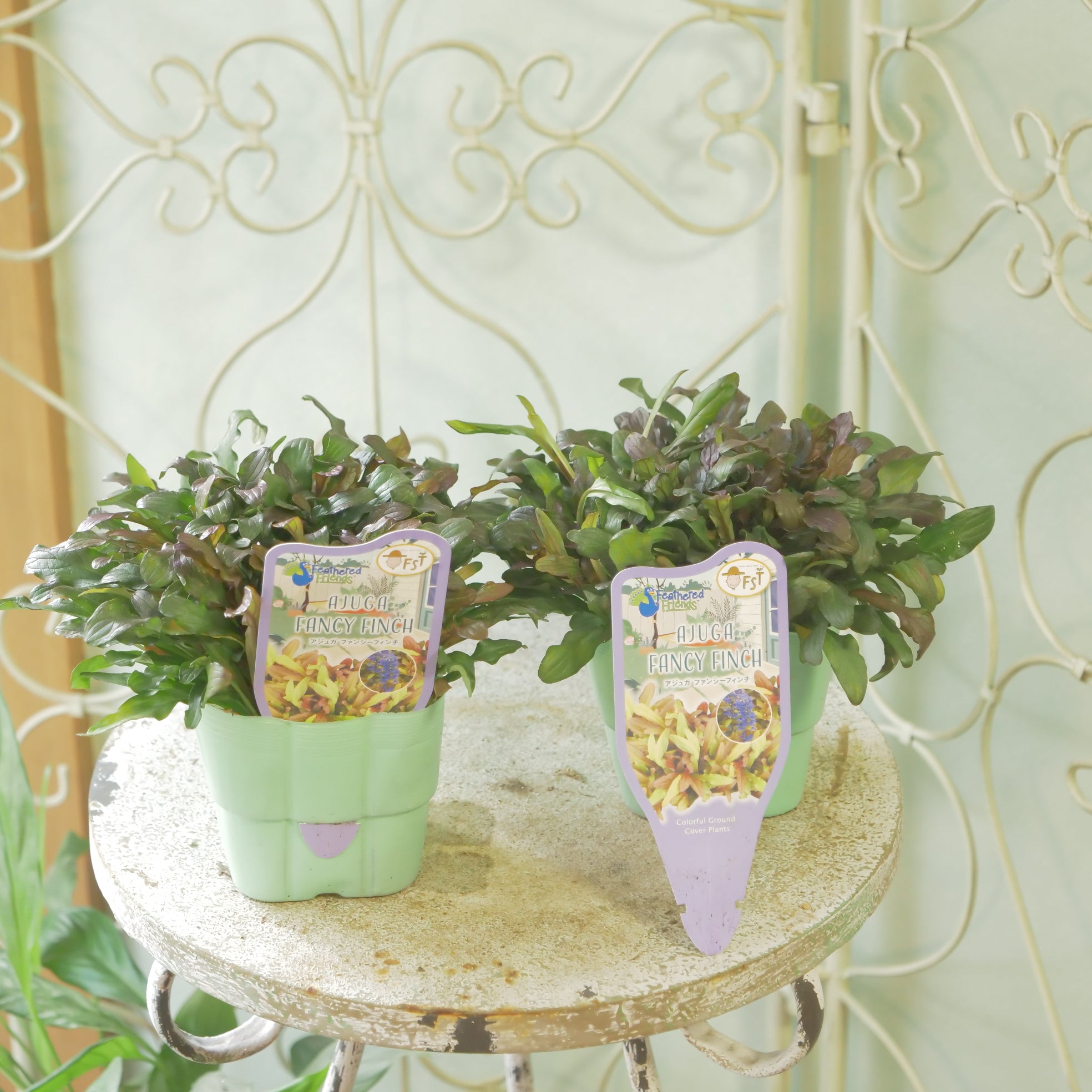 新着商品 – Page 5 – flower magic