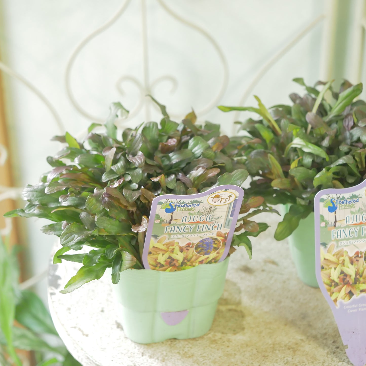 新品種！アジュガ　フェザードフレンズ【ファンシーフィンチ】立派な株。
