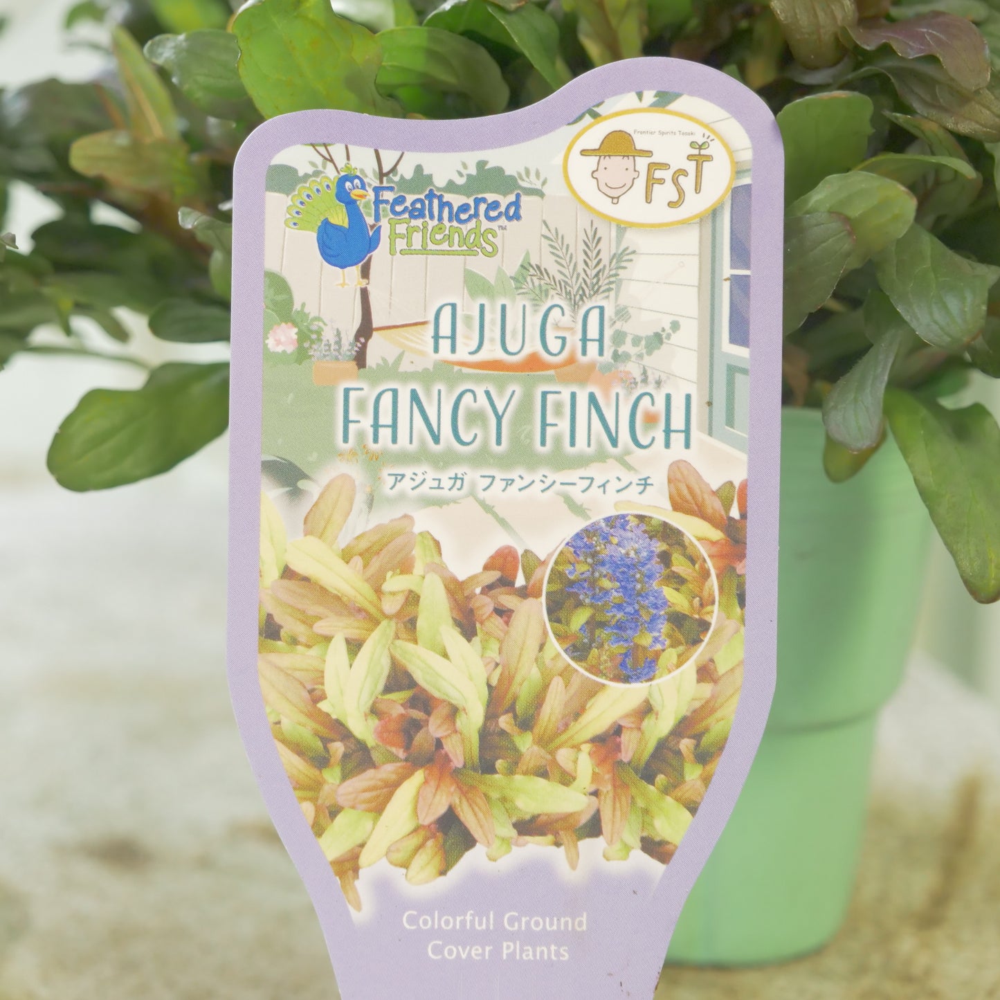 新品種！アジュガ　フェザードフレンズ【ファンシーフィンチ】立派な株。