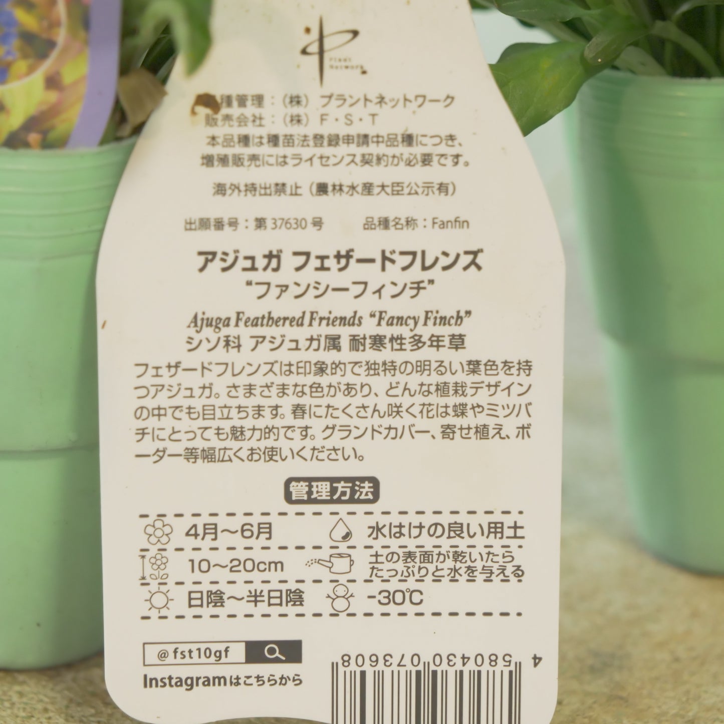 新品種！アジュガ　フェザードフレンズ【ファンシーフィンチ】立派な株。