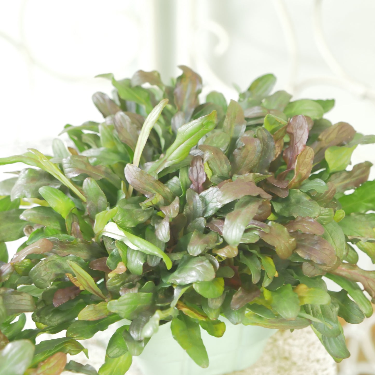 新品種！アジュガ　フェザードフレンズ【ファンシーフィンチ】立派な株。