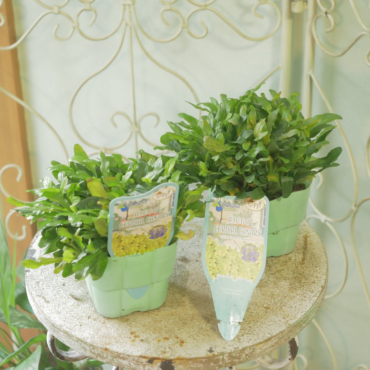 新品種！アジュガ　フェザードフレンズ【コーディアルカナリー】立派な株。