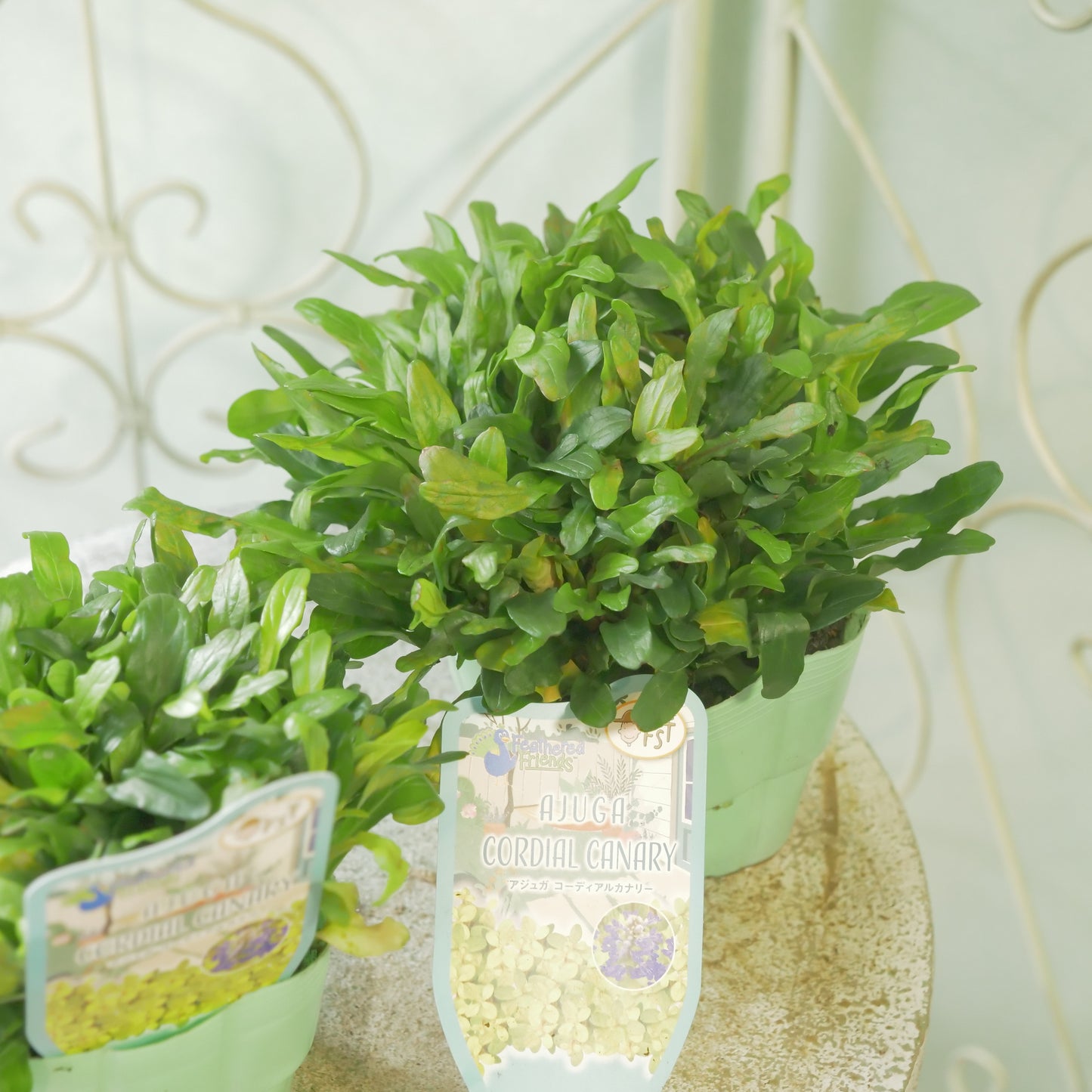 新品種！アジュガ　フェザードフレンズ【コーディアルカナリー】立派な株。