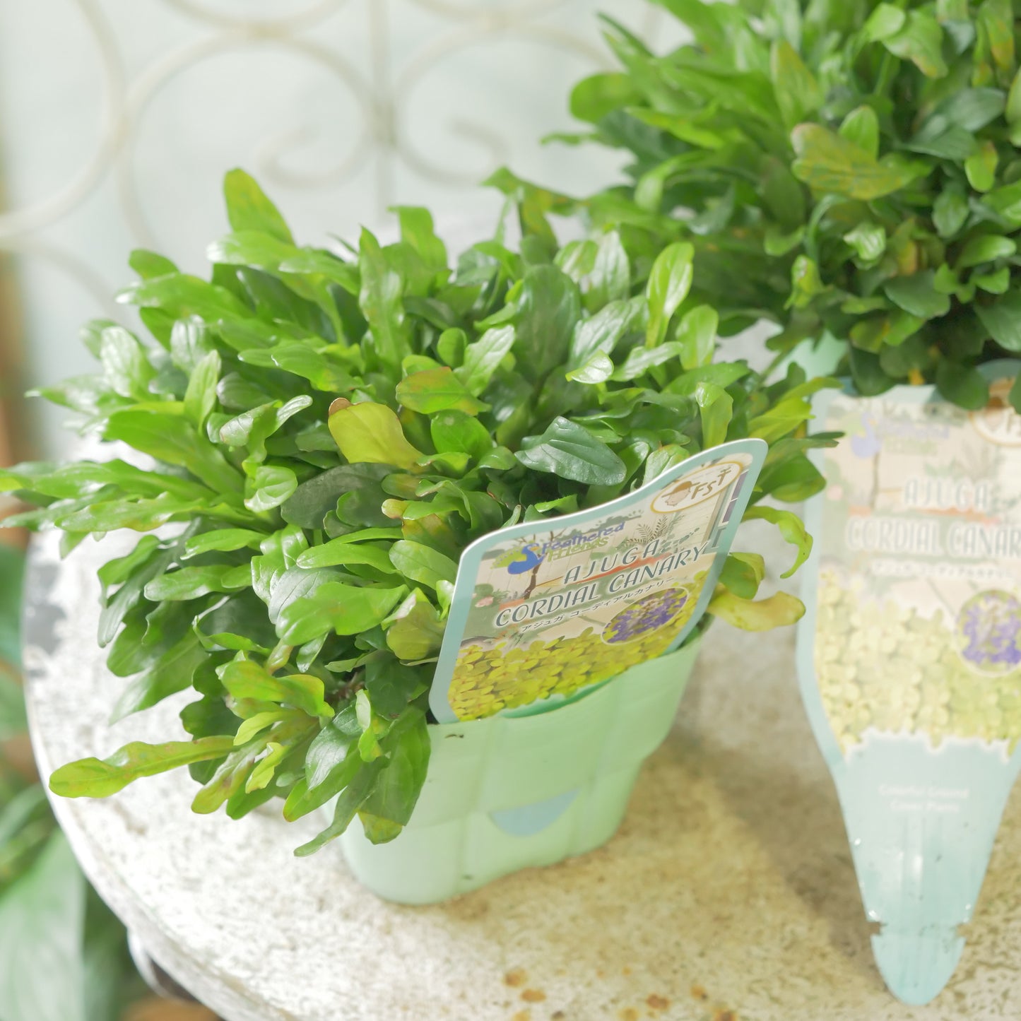 新品種！アジュガ　フェザードフレンズ【コーディアルカナリー】立派な株。