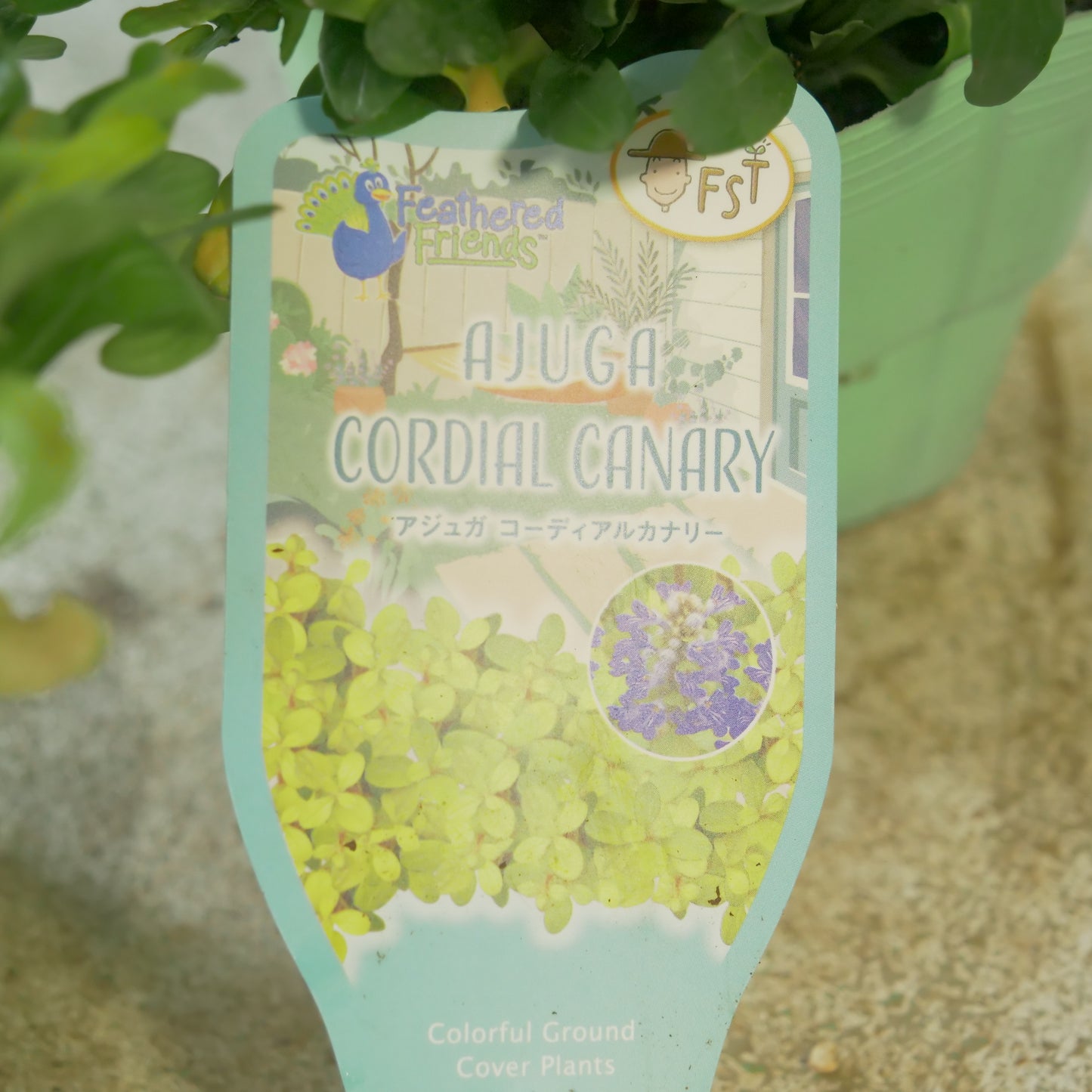 新品種！アジュガ　フェザードフレンズ【コーディアルカナリー】立派な株。