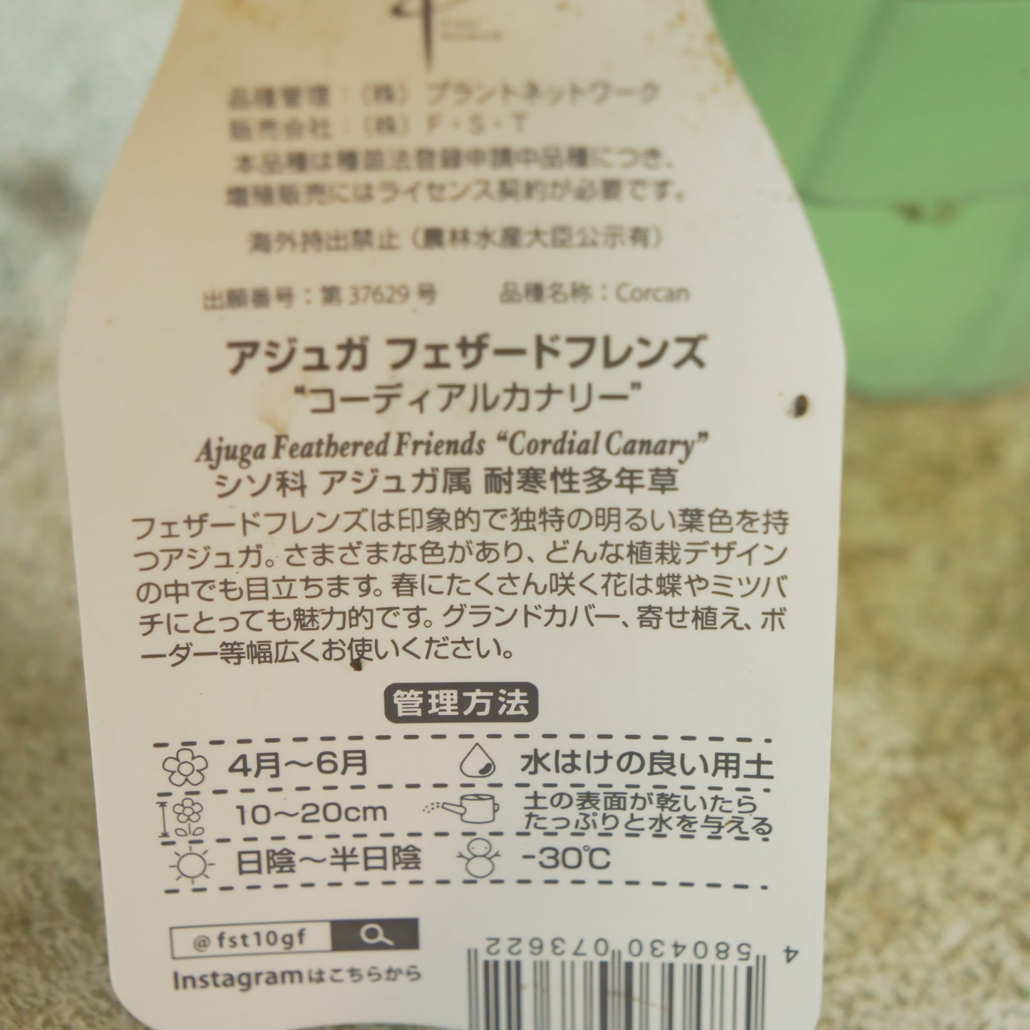 新品種！アジュガ　フェザードフレンズ【コーディアルカナリー】立派な株。