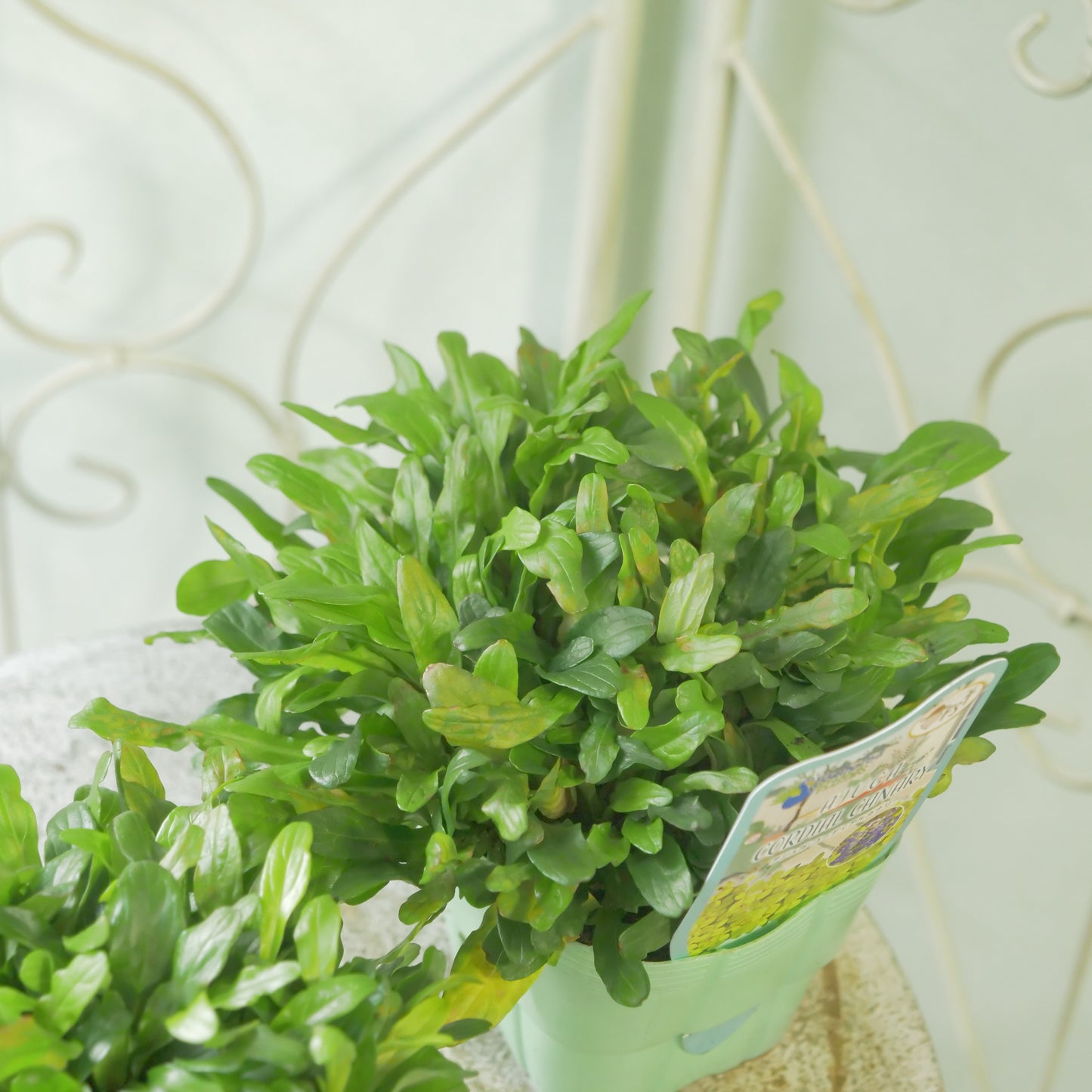 新品種！アジュガ　フェザードフレンズ【コーディアルカナリー】立派な株。