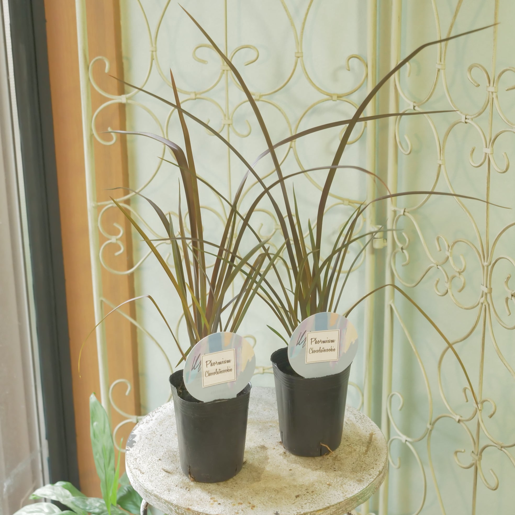 新着商品 – Page 5 – flower magic