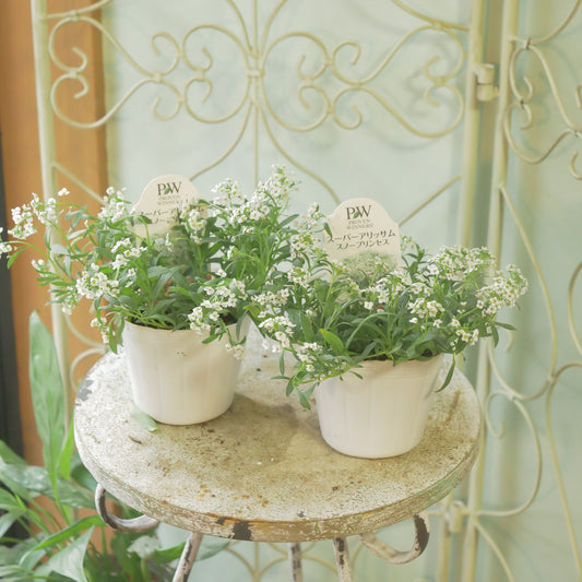 冬の寄せ植えに。スーパーアリッサム　スノープリンセス