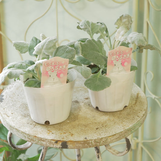 丸葉シロタエギク 【もふもふしろうさぎ】