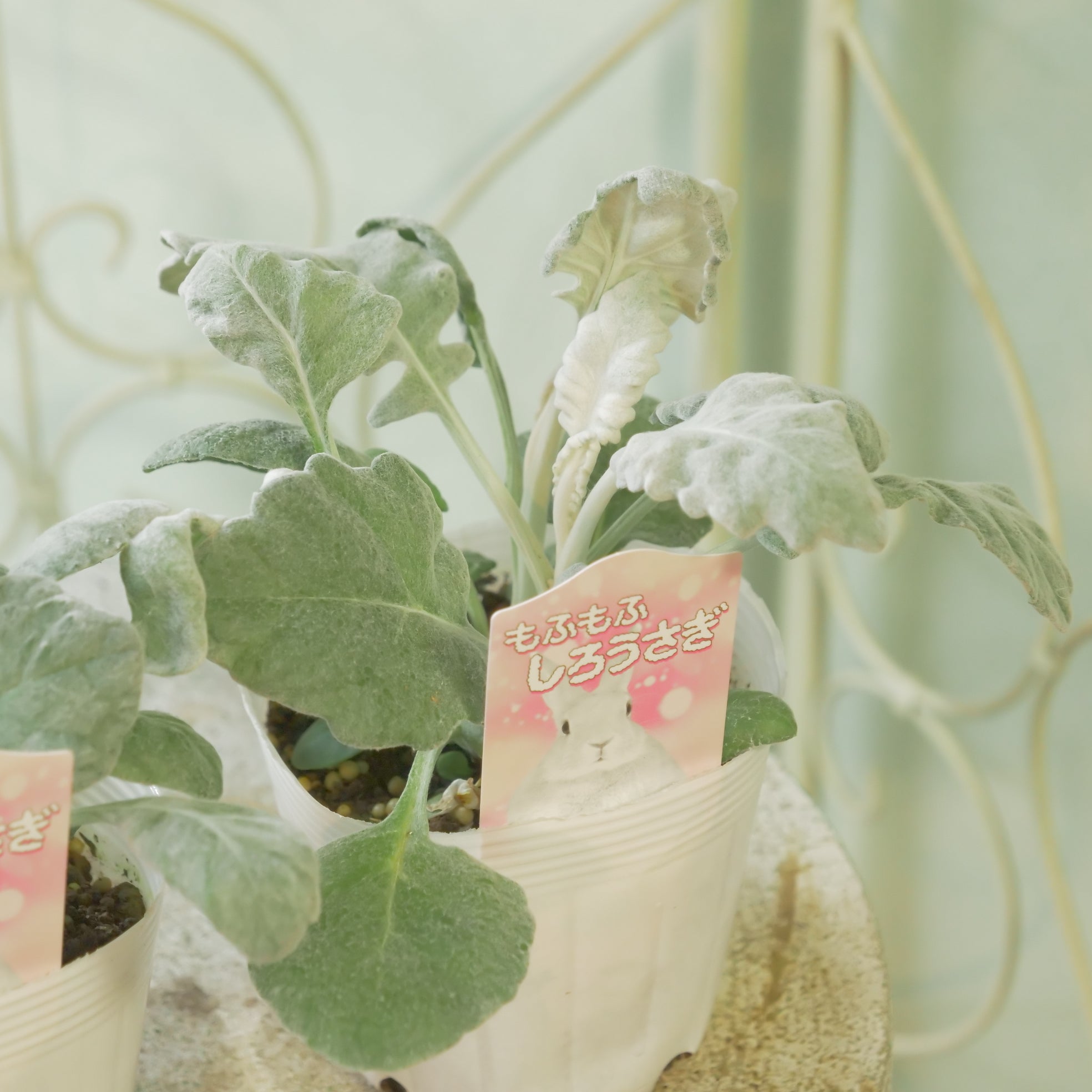 花苗、リーフ苗 – flower magic