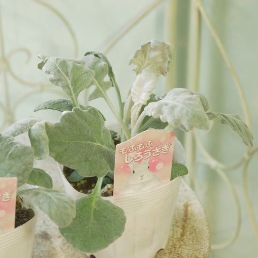 丸葉シロタエギク 【もふもふしろうさぎ】