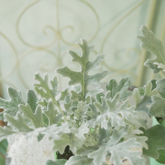 冬の寄せ植え、花壇に。シロタエギク　