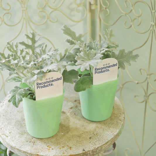 冬の寄せ植え、花壇に。シロタエギク