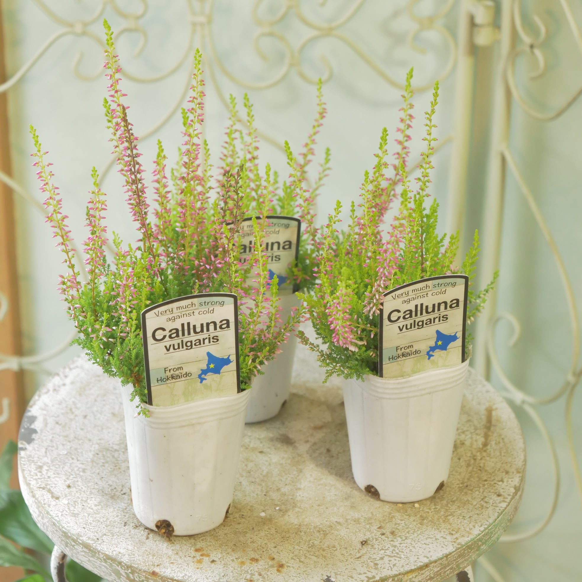 新着商品 – flower magic