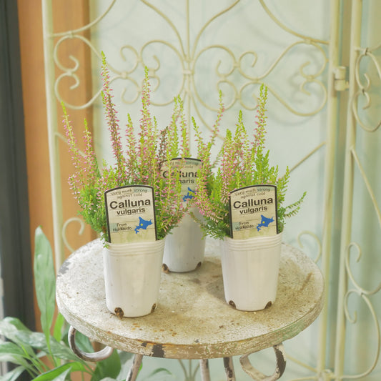 石黒園芸さんのカルーナ【ガーデンガールズ】黄緑