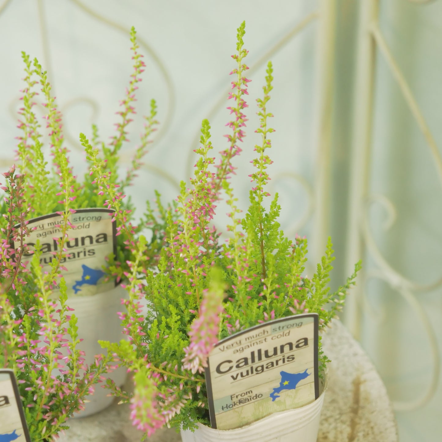 石黒園芸さんのカルーナ【ガーデンガールズ】黄緑