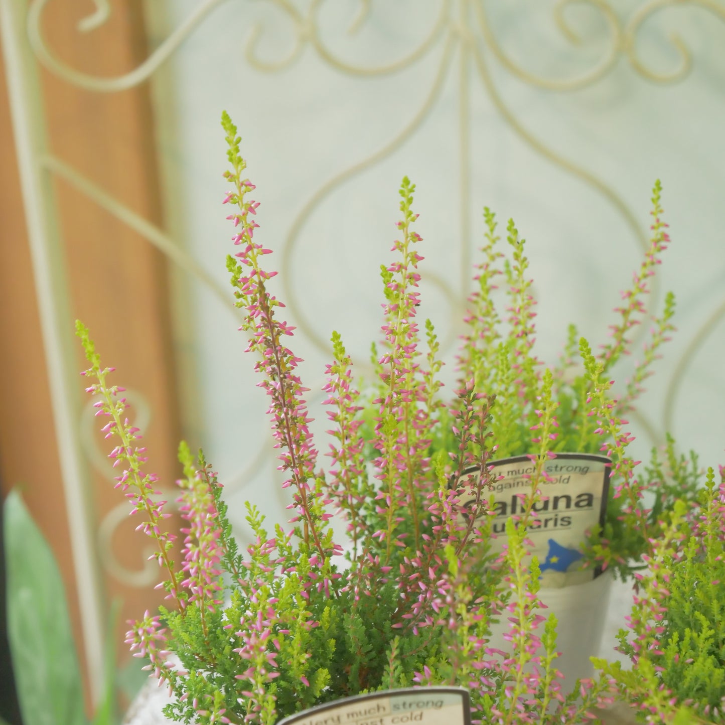 石黒園芸さんのカルーナ【ガーデンガールズ】黄緑