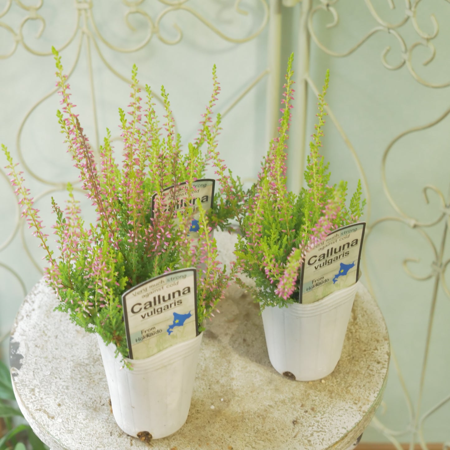 石黒園芸さんのカルーナ【ガーデンガールズ】黄緑