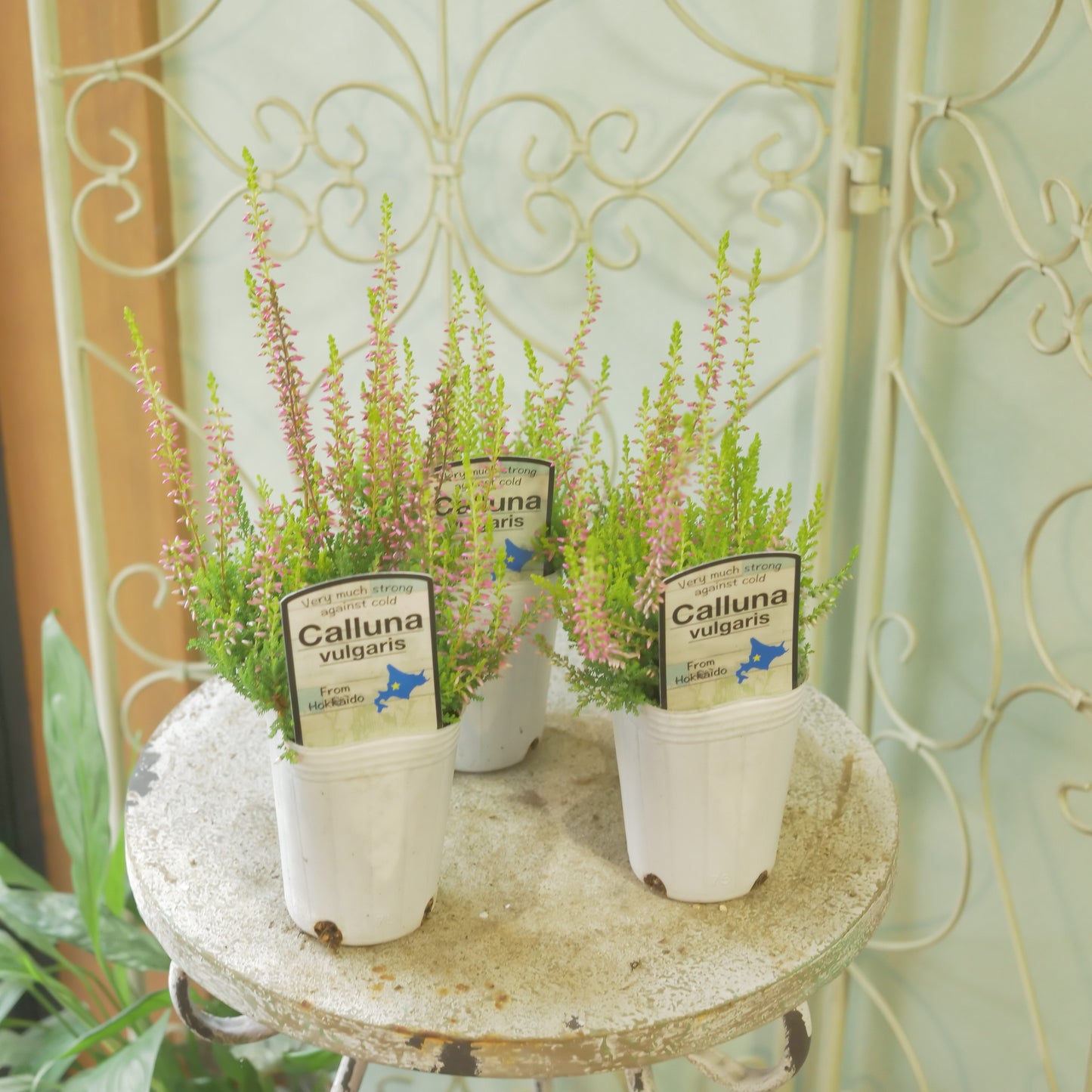 石黒園芸さんのカルーナ【ガーデンガールズ】黄緑