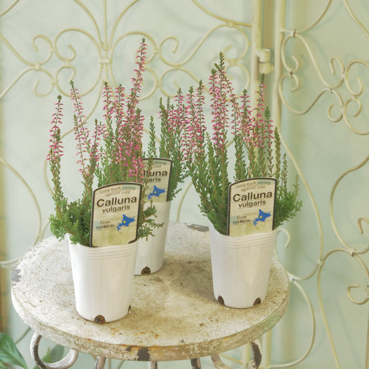 石黒園芸さんのカルーナ【ガーデンガールズ】濃いピンク