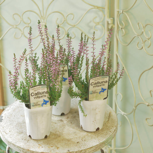 石黒園芸さんのカルーナ【ガーデンガールズ】ピンク