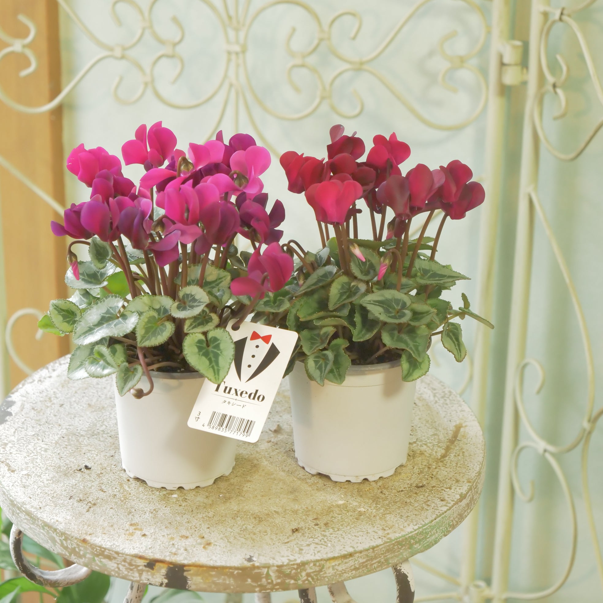 販売開始【お問い合わせページ】シクラメン　各色　ガーデンシクラメン 60500045_s.jpg