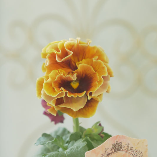 佐藤園芸さんオリジナル　パンジー【ローブ・ドゥ・アントワネット　ロココ】 ⑫