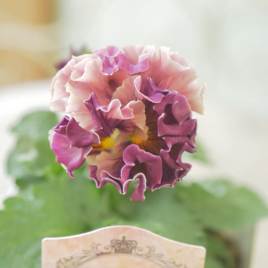 佐藤園芸さんオリジナル パンジー【ローブ・ドゥ・アントワネット ロココ】 ⑬