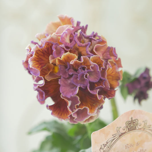 佐藤園芸さんオリジナル パンジー【ローブ・ドゥ・アントワネット ロココ】 ⑭