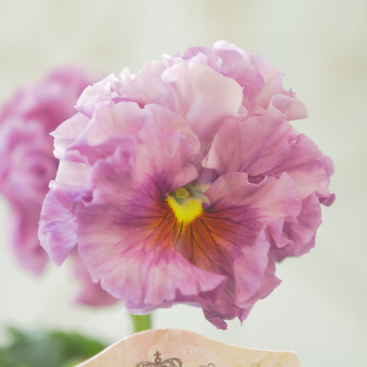 佐藤園芸さんオリジナル パンジー【ローブ・ドゥ・アントワネット ロココ】 ⑮