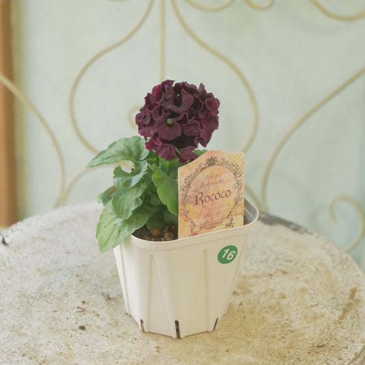 佐藤園芸さんオリジナル　パンジー【ローブ・ドゥ・アントワネット　ロココ】 ⑯