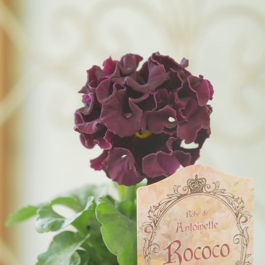 佐藤園芸さんオリジナル　パンジー【ローブ・ドゥ・アントワネット　ロココ】 ⑯
