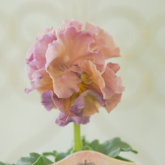 佐藤園芸さんオリジナル パンジー【ローブ・ドゥ・アントワネット ロココ】 ⑰