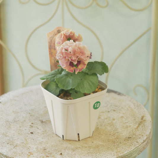 佐藤園芸さんオリジナル　パンジー【ローブ・ドゥ・アントワネット　ロココ】 ⑱