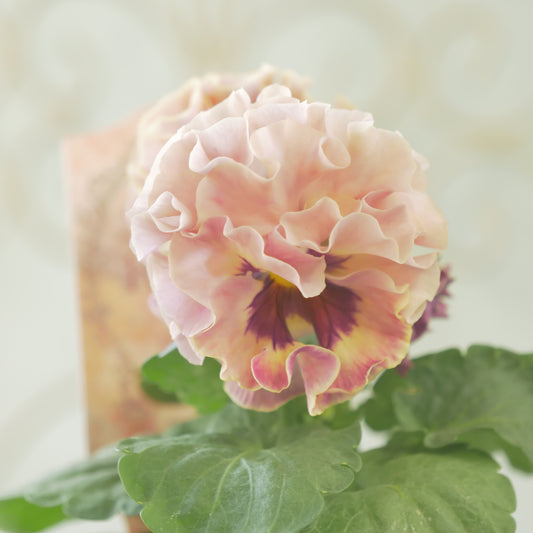 佐藤園芸さんオリジナル　パンジー【ローブ・ドゥ・アントワネット　ロココ】 ⑱