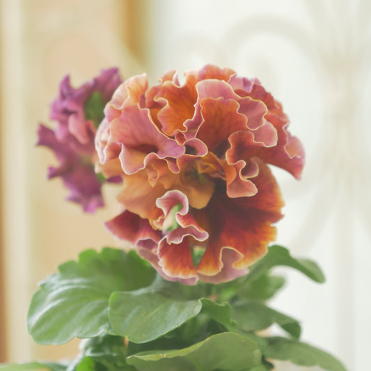 佐藤園芸さんオリジナル　パンジー【ローブ・ドゥ・アントワネット　ロココ】 ⑲