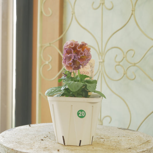 佐藤園芸さんオリジナル　パンジー【ローブ・ドゥ・アントワネット　ロココ】 ⑳