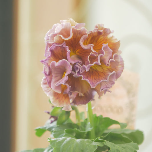 佐藤園芸さんオリジナル　パンジー【ローブ・ドゥ・アントワネット　ロココ】 ⑳