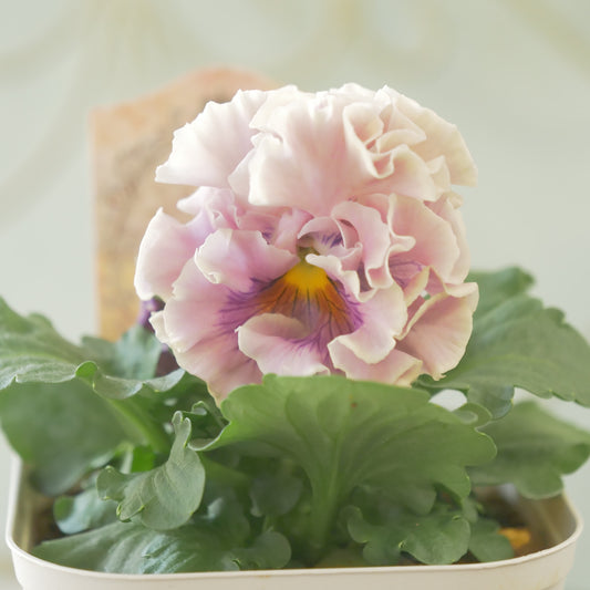 佐藤園芸さんオリジナル パンジー【ローブ・ドゥ・アントワネット ロココ】 ㉑