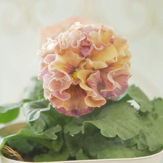 佐藤園芸さんオリジナル パンジー【ローブ・ドゥ・アントワネット ロココ】 ㉒