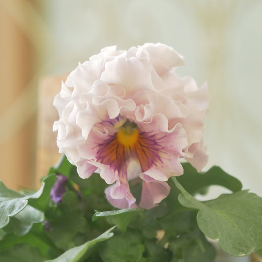 佐藤園芸さんオリジナル　パンジー【ローブ・ドゥ・アントワネット　ロココ】 ㉓