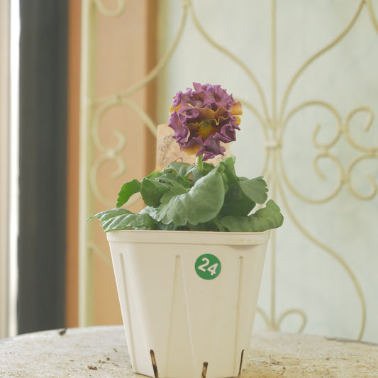 佐藤園芸さんオリジナル　パンジー【ローブ・ドゥ・アントワネット　ロココ】 ㉔