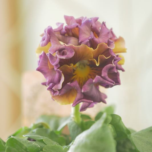 佐藤園芸さんオリジナル　パンジー【ローブ・ドゥ・アントワネット　ロココ】 ㉔