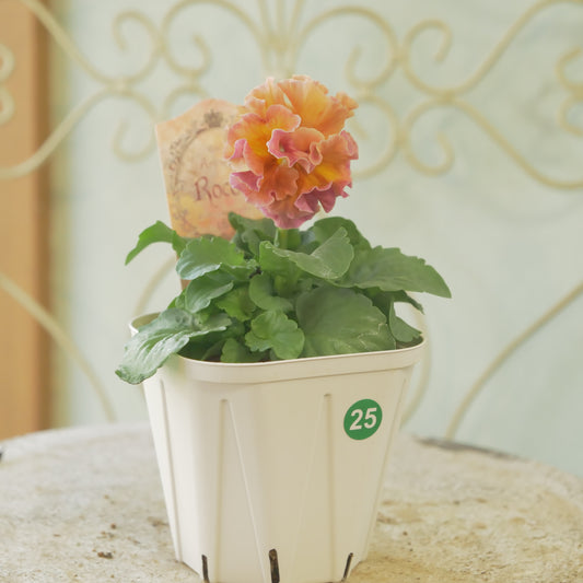 佐藤園芸さんオリジナル　パンジー【ローブ・ドゥ・アントワネット　ロココ】 ㉕